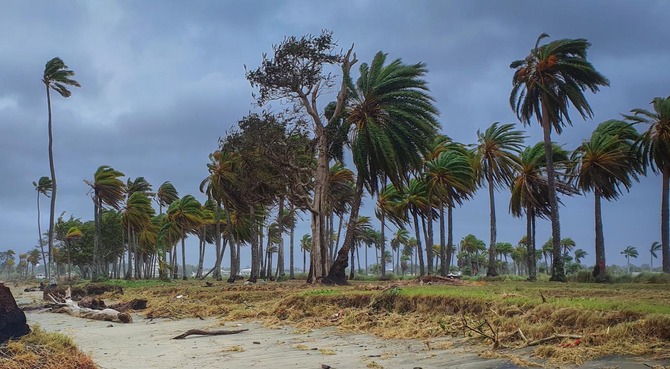 Trees blowing in heavy wind in the Pacific