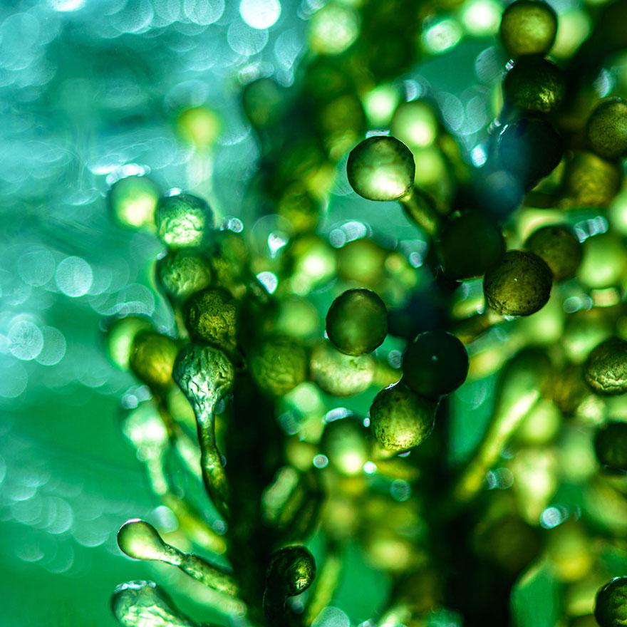 Close up of algae in the ocean