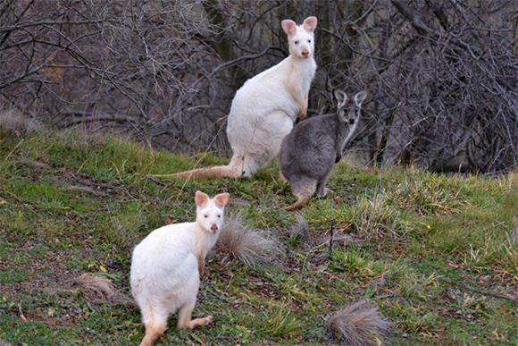 Two albino wallaroos, a mother and daughter, were living on Mount Panorama, Bathurst, New South Wales but the mother has now been confirmed dead