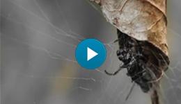 A spider killing its prey with venom