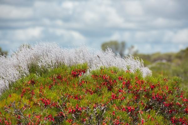 Australian bush flowers