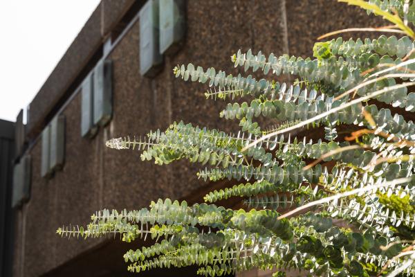 An image of eucalyptus branced in front of a building facade