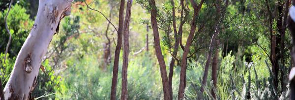 Eucalyptus trees and forest view