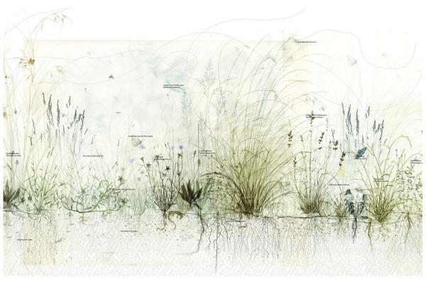 Grasslands illustration 