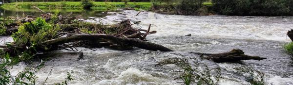 Fast flowing river with uprooted vegitation being carried downstream in the flood