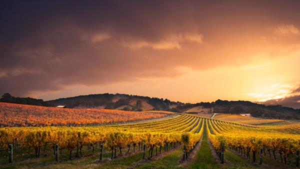 Sunset over a South Australian vineyard