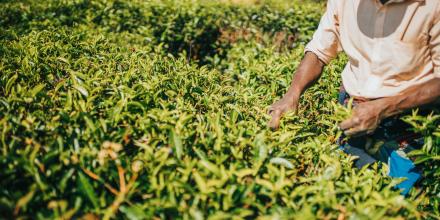 Man picking tea leaves during sunny day in Sri Lanka