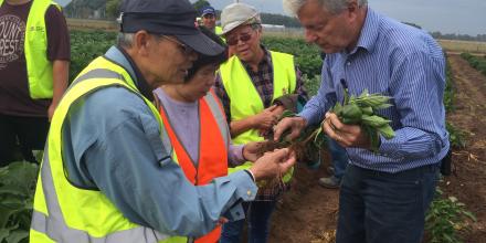 People inspecting roots and soil of plants on a Sydney farm