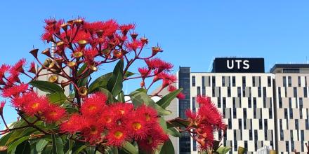 Red flowering native with blue sky and UTS building in background