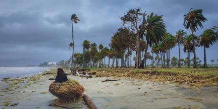 Cyclone blowing palm trees at the beach