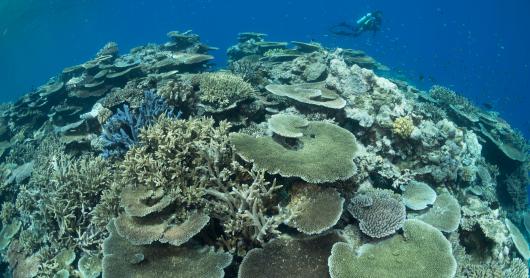 A scuba diver swims past a coral reef.