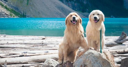 Two fluffy dogs sitting next to a body of water.