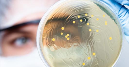 a researcher peers into a Petri dish