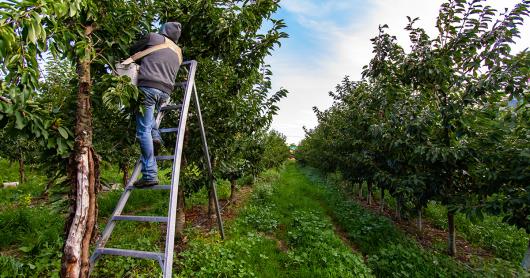 A worker up a ladder picks fruit 