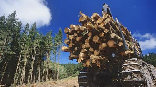 Logging truck. Image: Shutterstock
