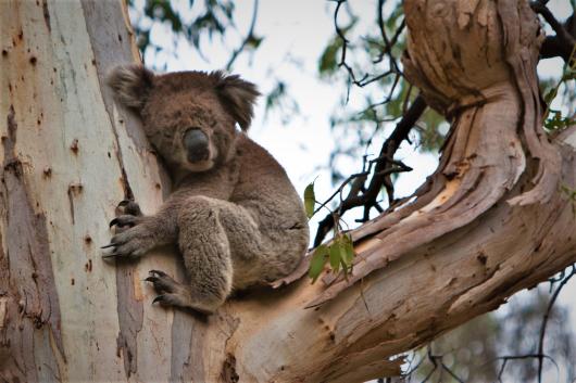 Koala in the wild. Image: Phil Long / Flickr CC by 2.0