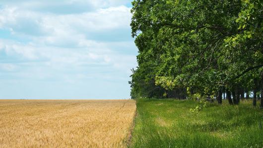 Stock image of a field of grain next to a area of grass and trees