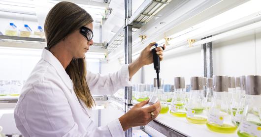 Photo of algae research in the lab