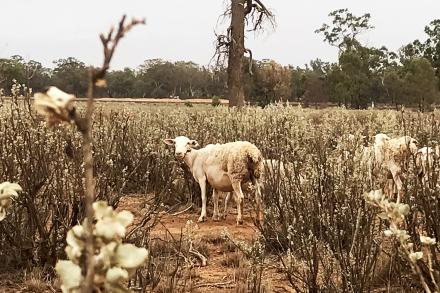 Lamb in saltbush grass