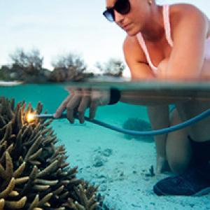 Stephanie Gardner studying DMSP on coral on Heron Island