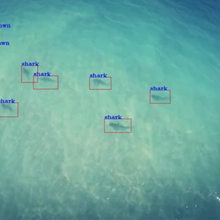 Sharks in the water that have been identified and labelled