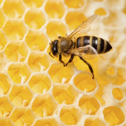 A bee sits on a honeycomb.