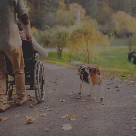 Person in wheelchair walking with dog