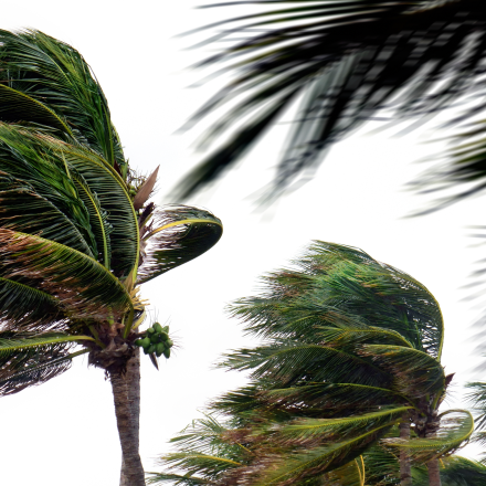palm trees blowing in the wind