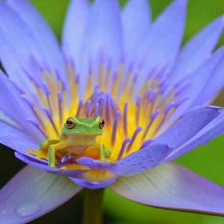frog on flower