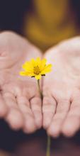 yellow flower in hands