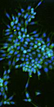 Blue and green microscopic patterns 
