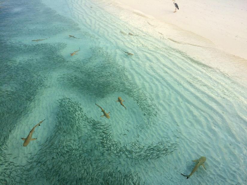 Drones detect shark presence.