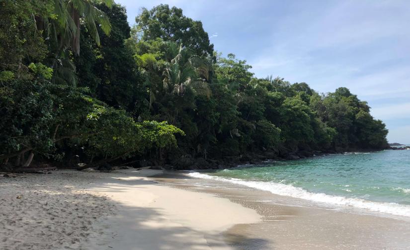 A deserted beach with the jungle in the background