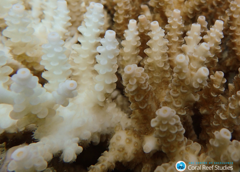 Extreme and sudden changes in salinity cause a biochemical response in corals (Acropora millepora) that is similar to marine heatwaves.
