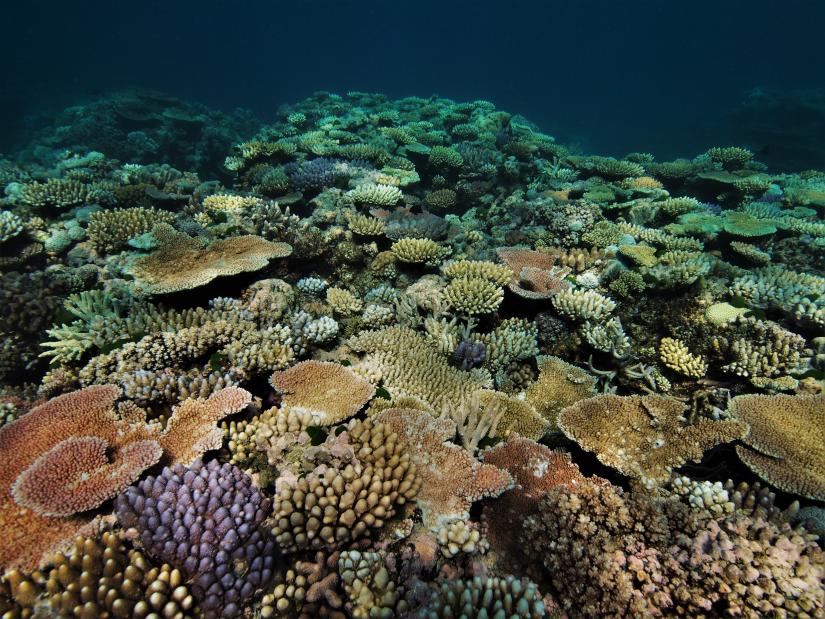Healthy coral