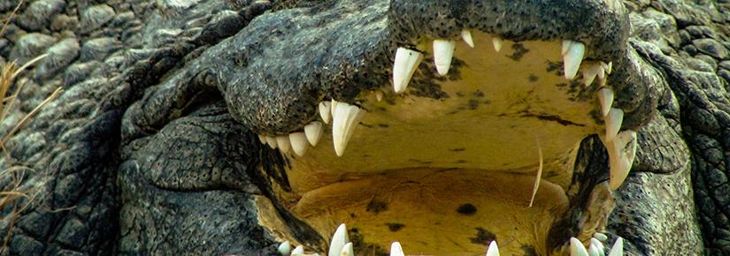 Picture of a large crocodile with its mouth open