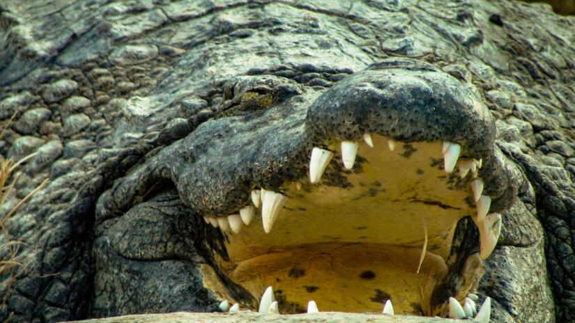 CrocSpotter AI can detect crocodiles with 93 per cent accuracy. Image Joshua Cotten on unsplash