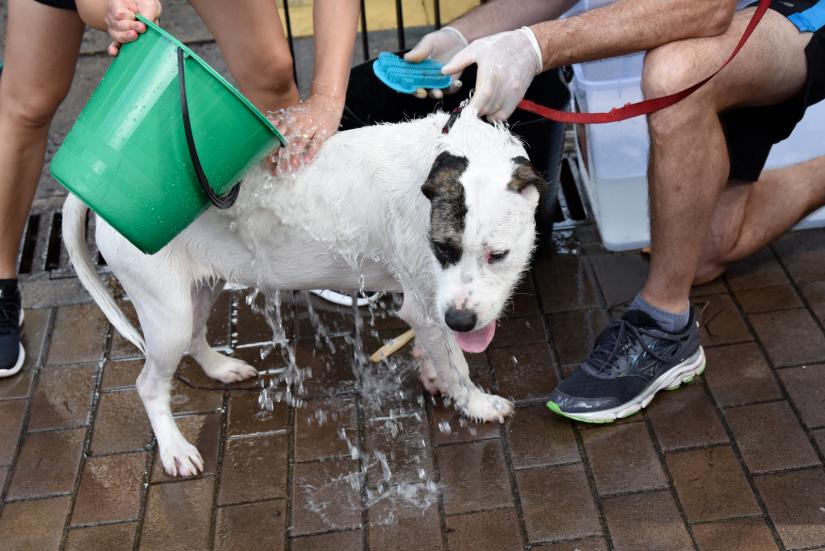 Dog being washed with a green bucket in a courtyard
