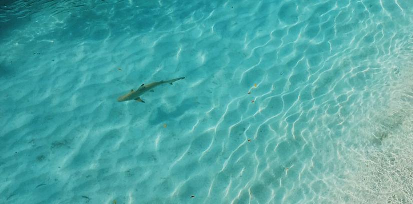 An overhead picture of a shark swiwmming in a blue water    