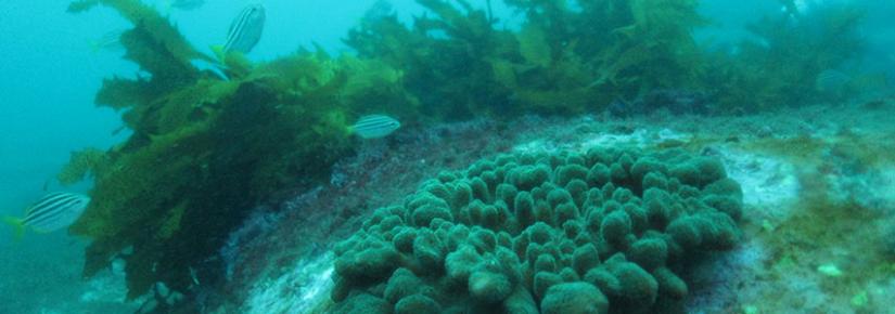 Sydney Harbour corals