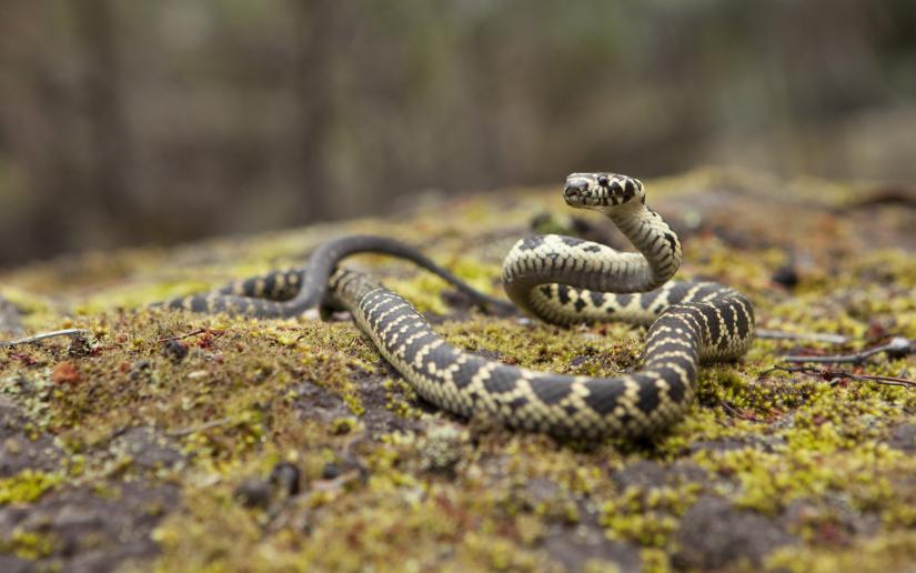 a broad headed snake on a moss covered rock