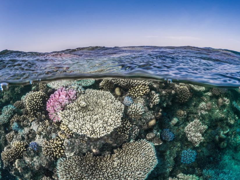 Falling ocean oxygen stocks are a threat to coral reefs
