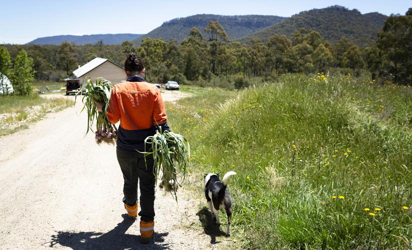 A woman in a high-vis orange shirt carries garlic plants down a dirt road towards a house surrounded by green bush, with a dog walking beside her.