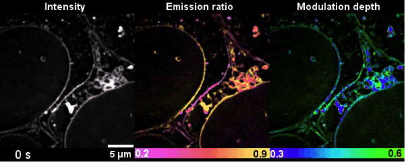Time-lapse high-dimensional super-resolution imaging of the late-stage division of two cells