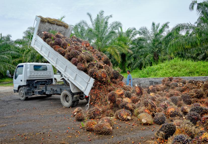Palm oil on a truck