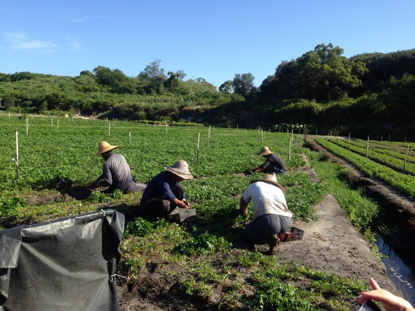 Workers picking vegetables on peri-urban farm