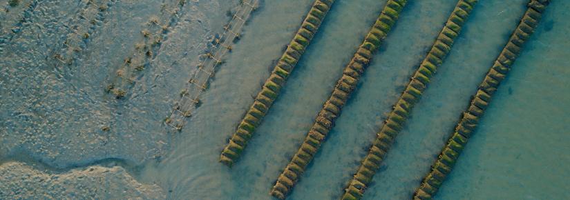 a row of oyster farms in the ocean
