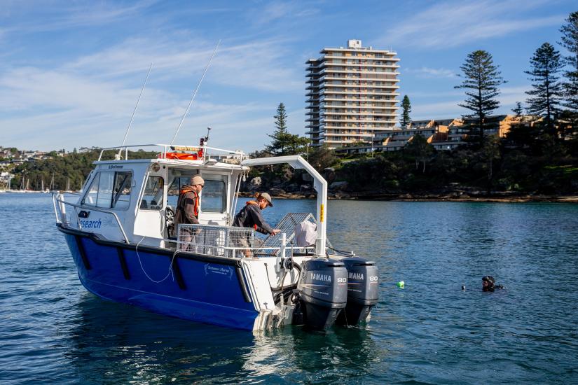 The research team at work placing new seahorse hotels in Sydney Harbour