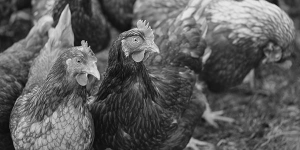 Black and white image of hens.