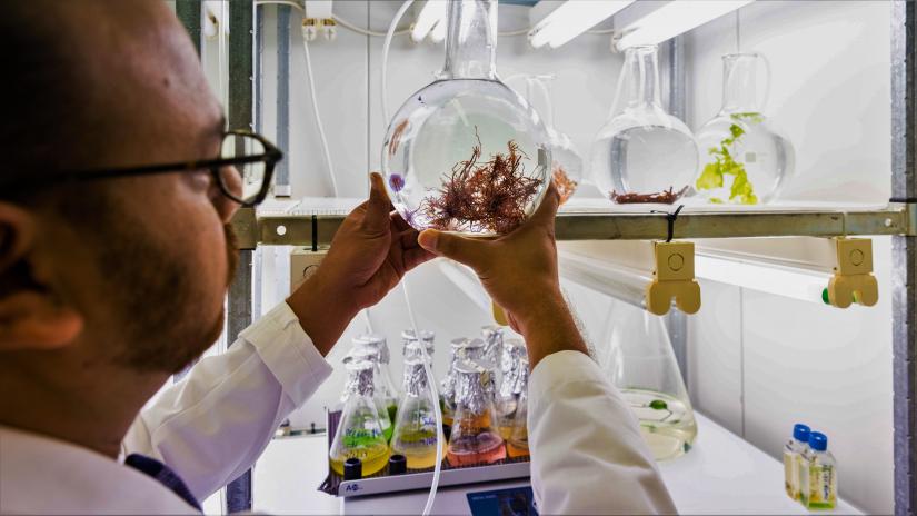 UTS scientist holds red seaweed in a glass container